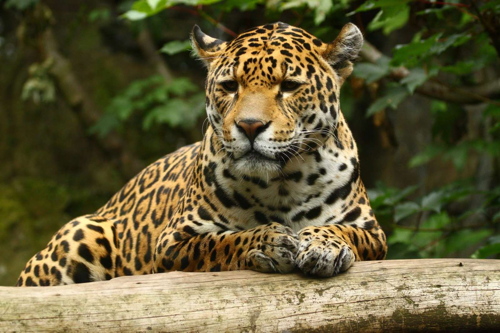 Jaguar Campechano rompecabezas en línea