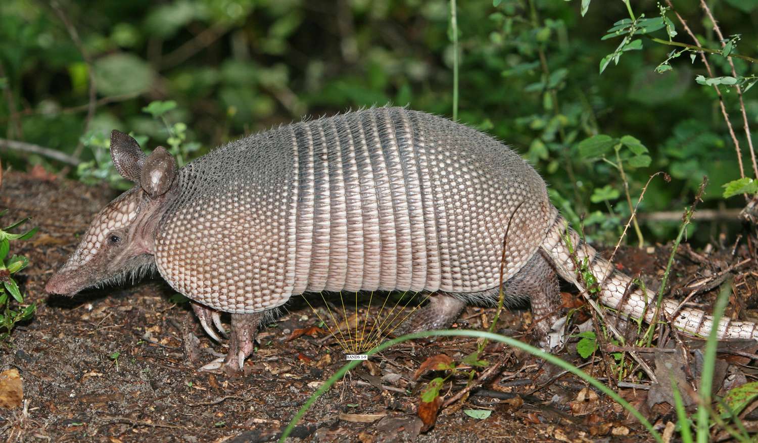 Campechano Armadillo puzzle online