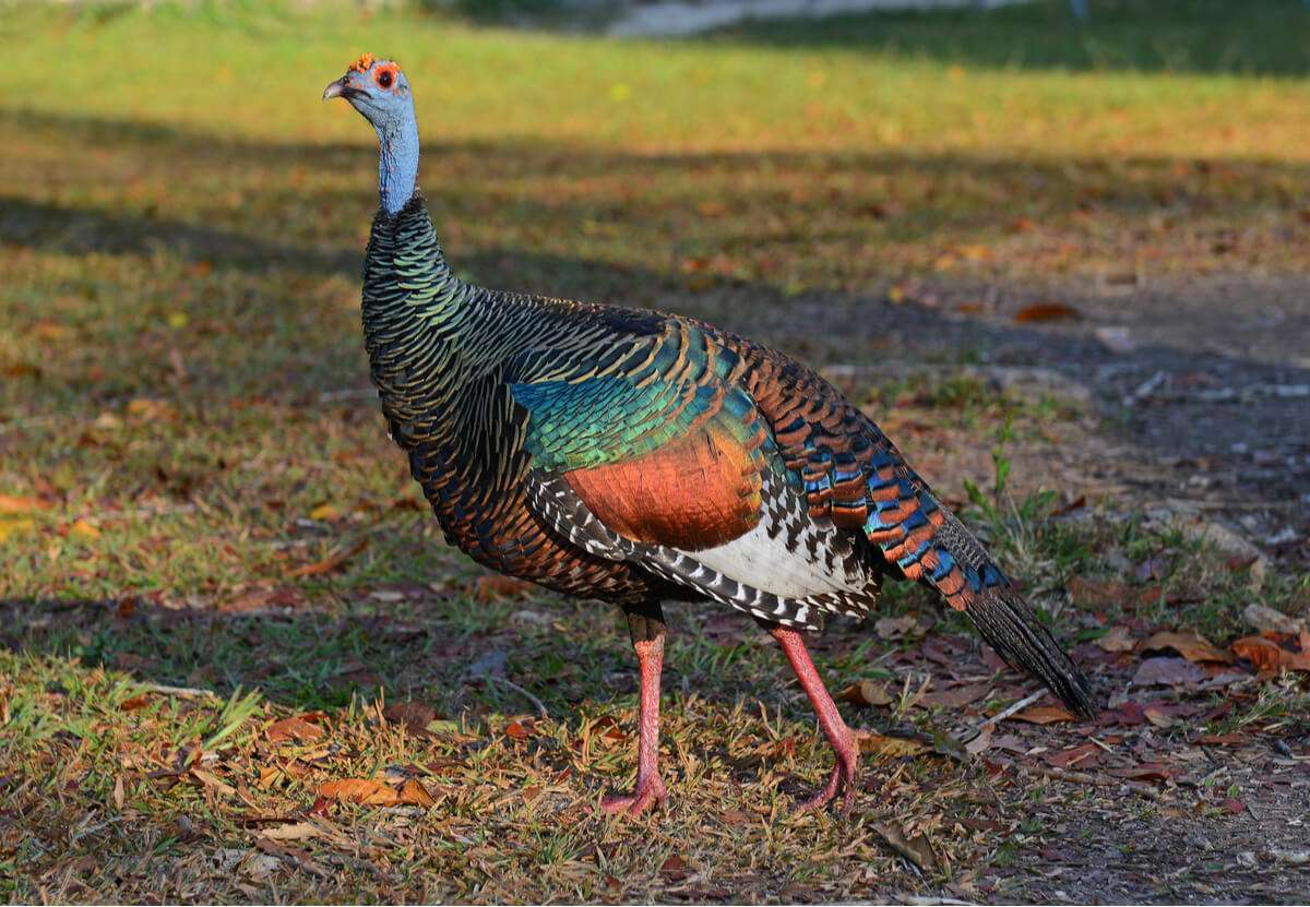 野生の七面鳥 ジグソーパズルオンライン