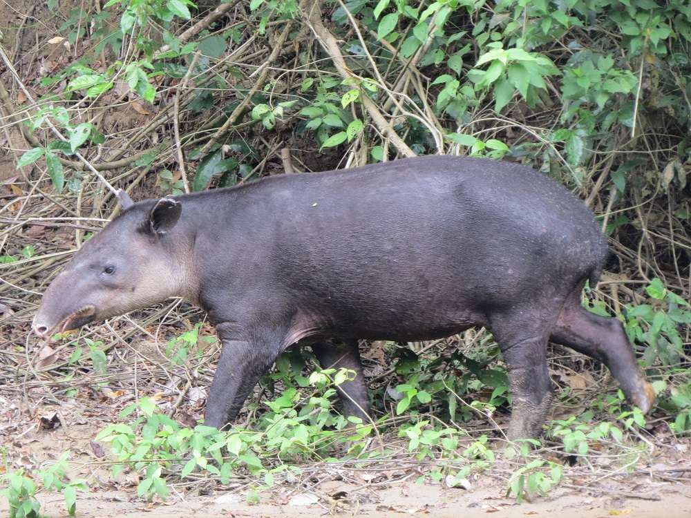 Waldtapir Online-Puzzle