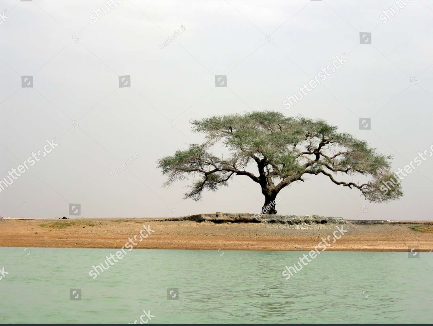 Acacia junto al agua rompecabezas en línea