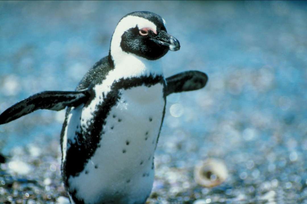 ペンギン ジグソーパズルオンライン