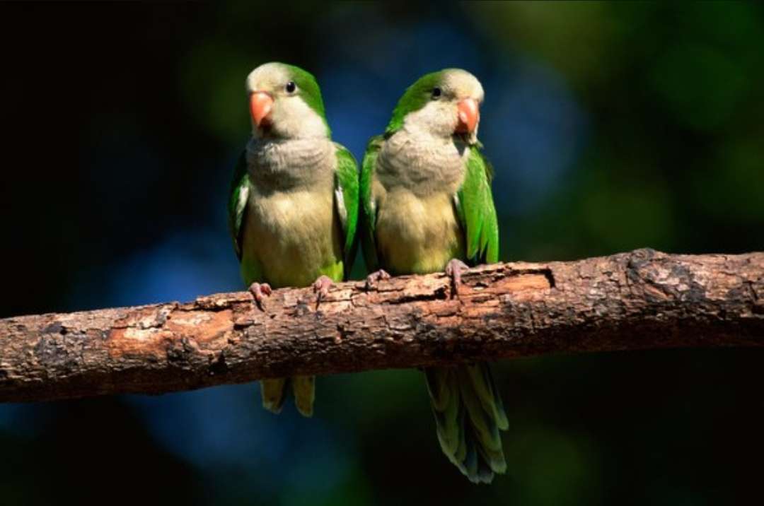 Loros ❤️❤️❤️❤️❤️❤️❤️❤️ rompecabezas en línea