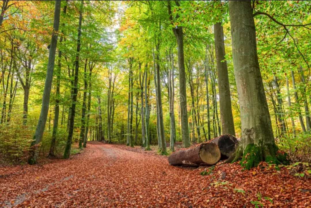 Vue sur la forêt puzzle en ligne