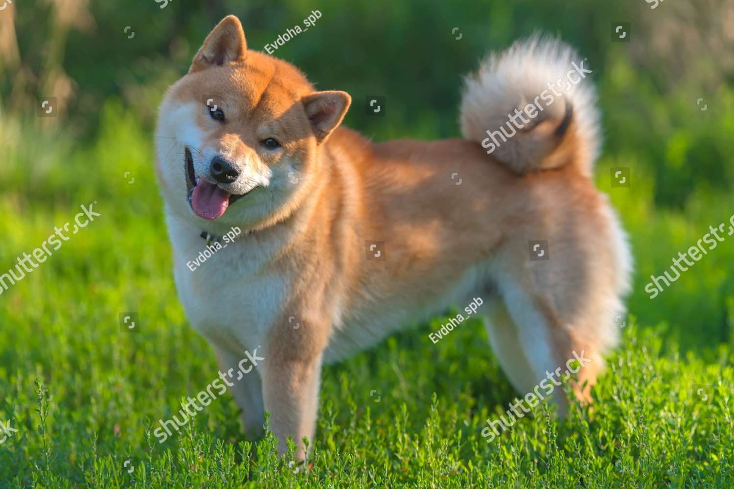 Σκύλος Shiba Inu online παζλ