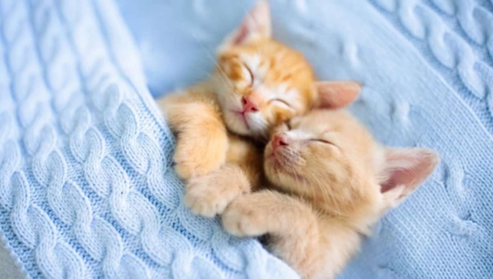 Sleeping Kittens jigsaw puzzle online