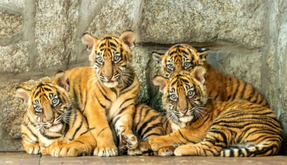 Tiger aus dem Breslauer ZOO Online-Puzzle