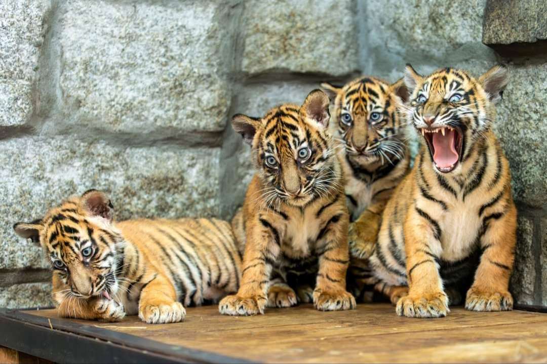 Tigers from the Wrocław ZOO jigsaw puzzle online