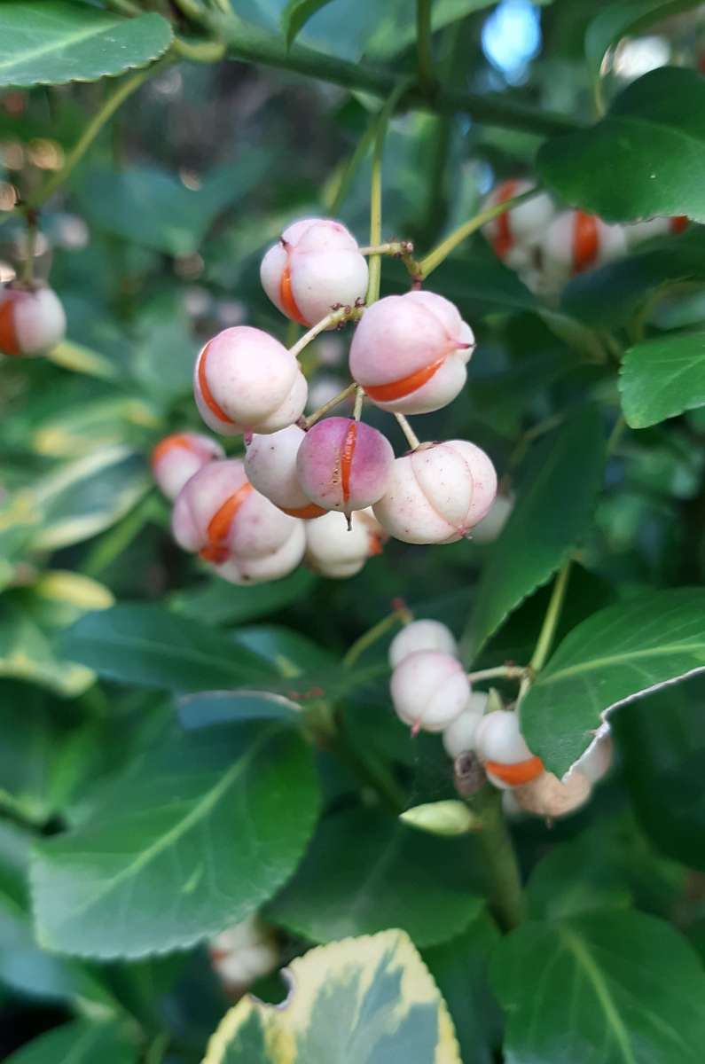 fruits d'automne sur un buisson puzzle en ligne