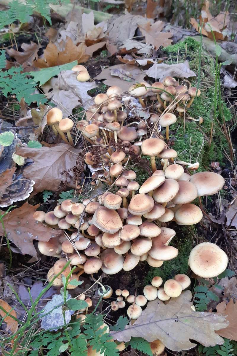 inondation d'automne de champignons puzzle en ligne