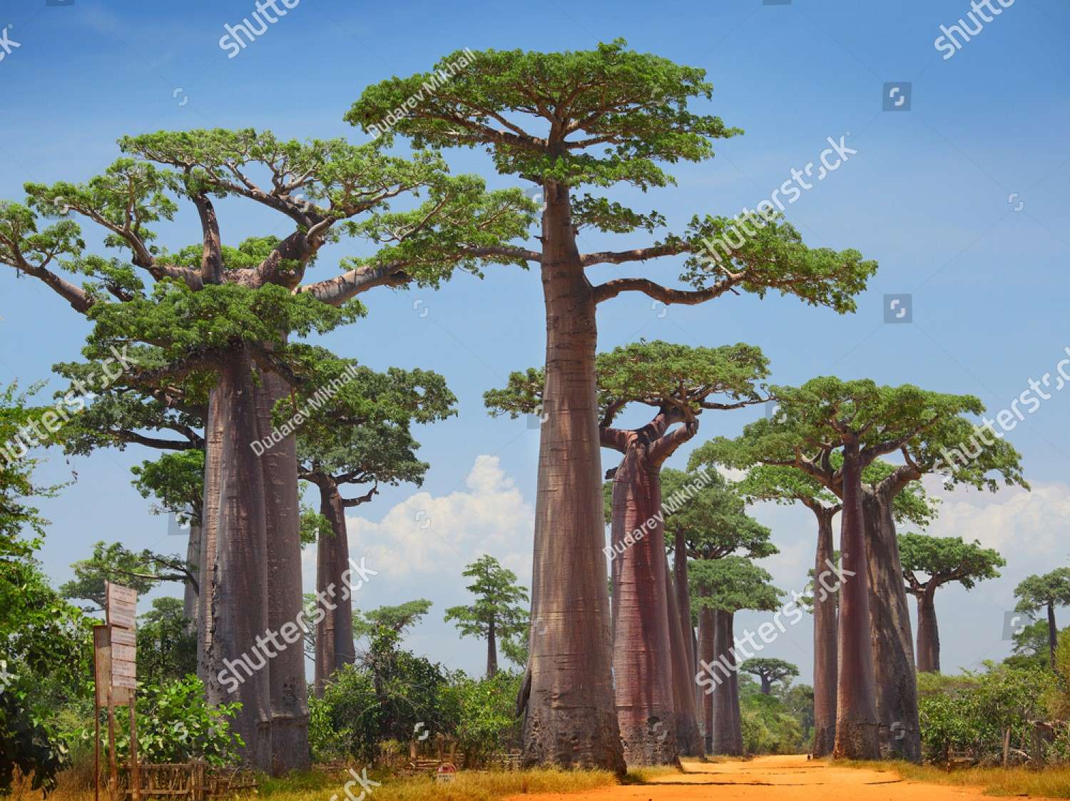 Arbori de baobab jigsaw puzzle online