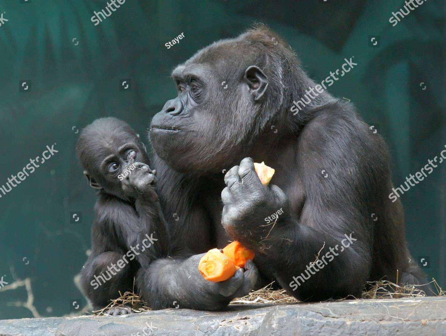 Gorilla family jigsaw puzzle online