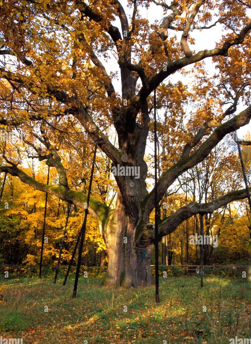 Bartek Oak in Autumn online puzzle