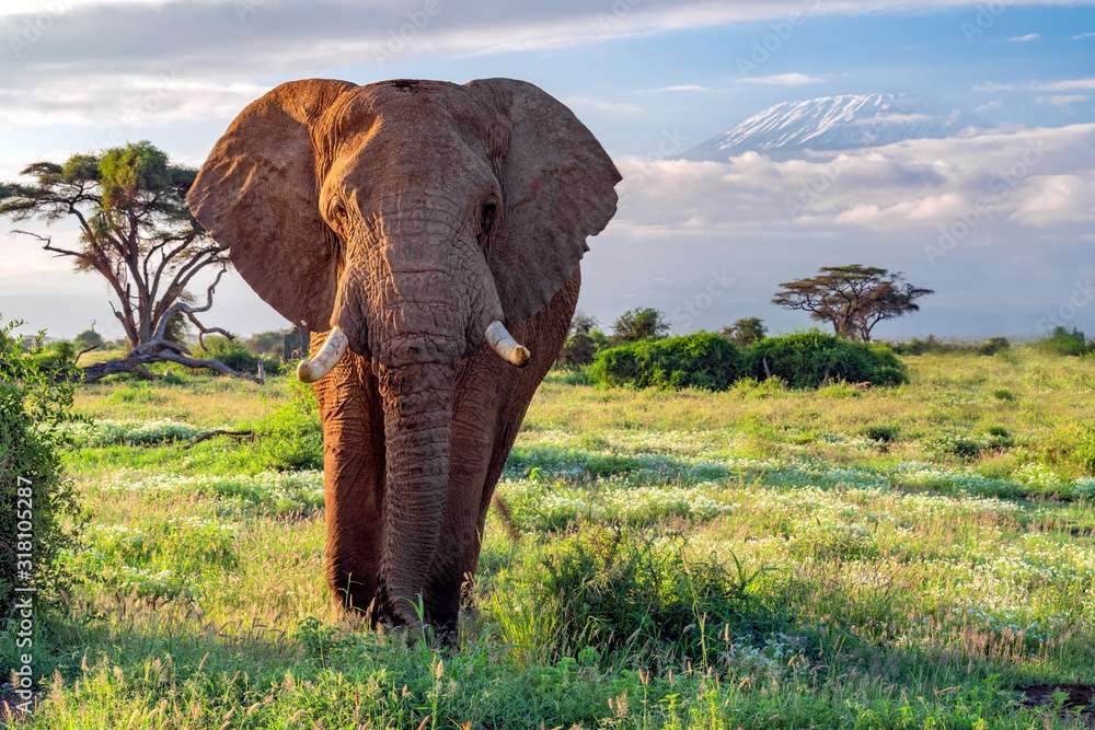 Afrikanischer Elefant Online-Puzzle