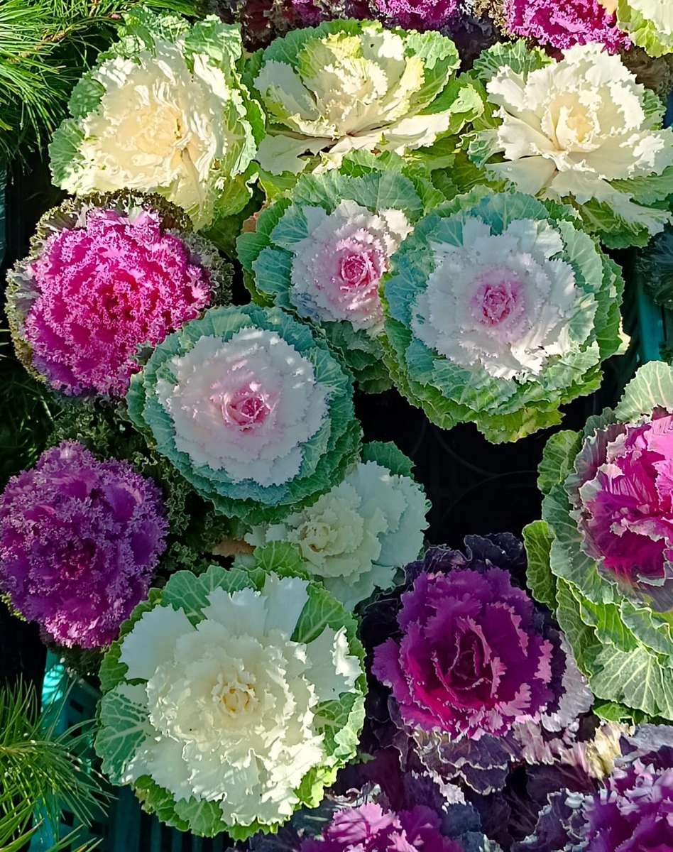 colorful cabbage flowers online puzzle