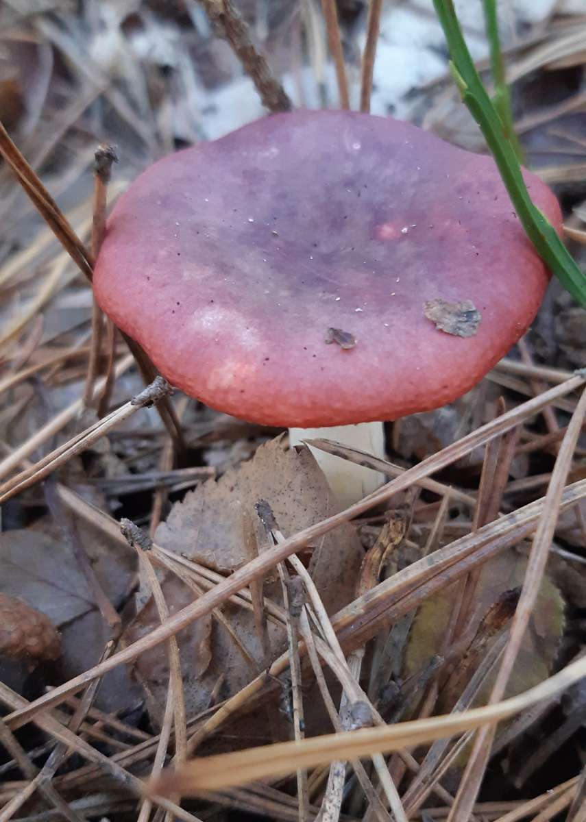 no comestible pero colorido rompecabezas en línea