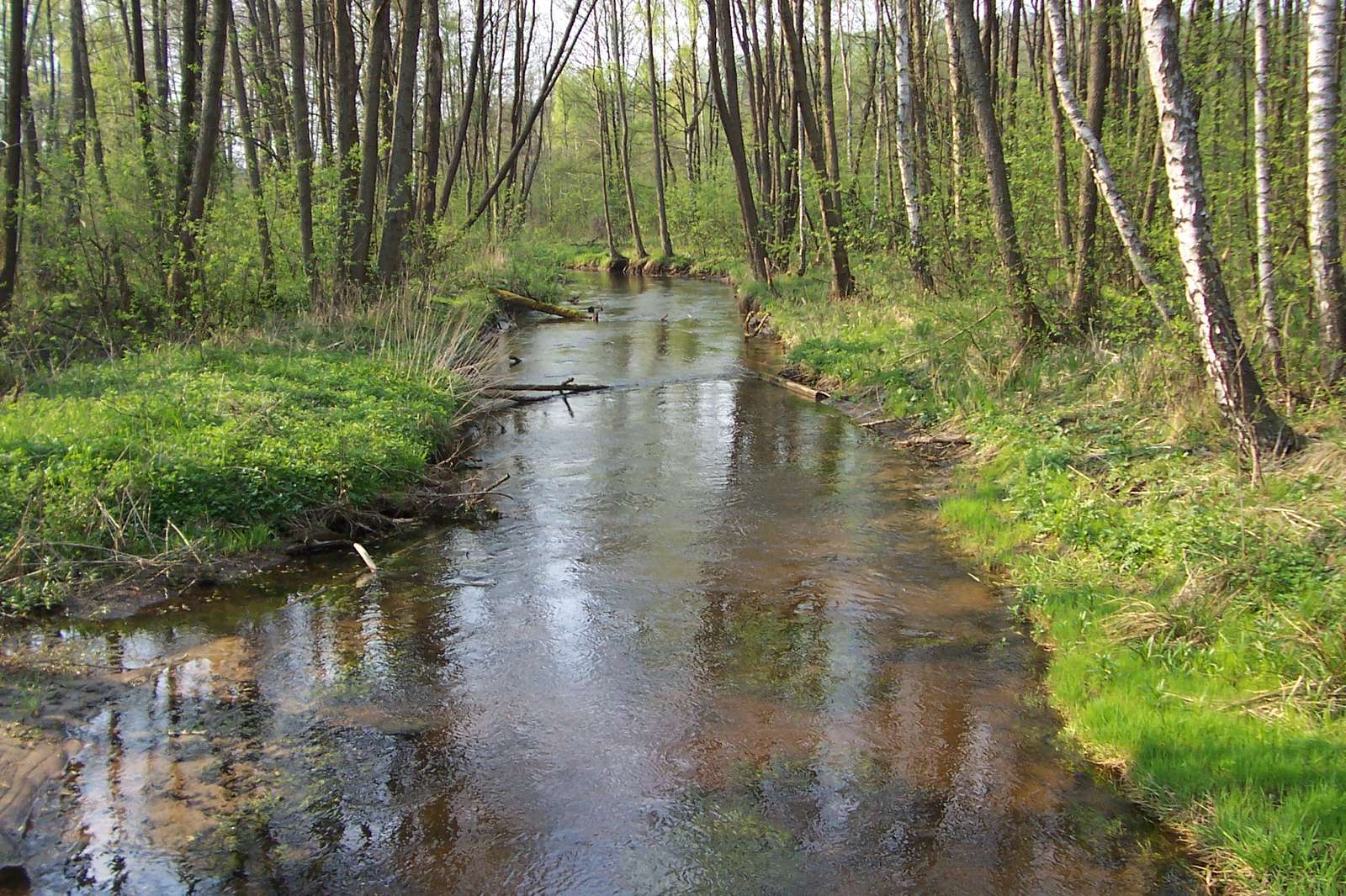 El río Grabowa en el Voivodato de Pomerania Occidental rompecabezas en línea