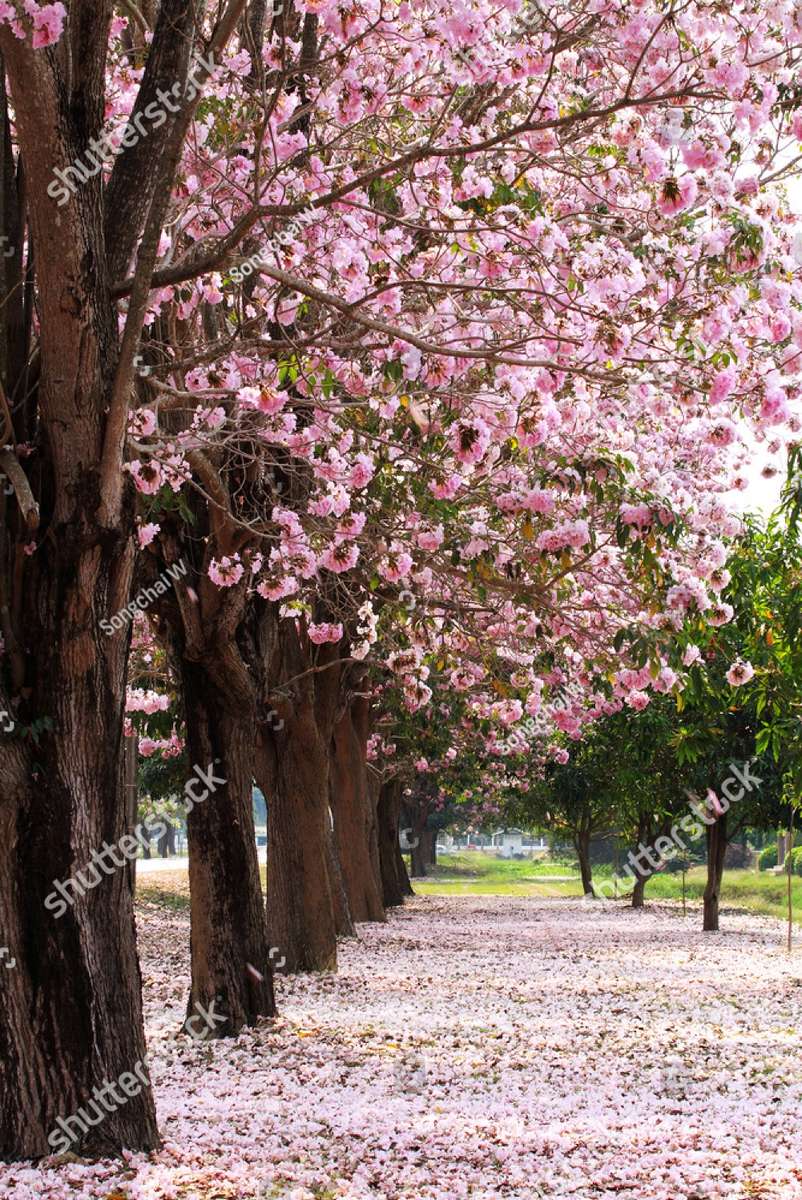 Cherry Blossom Garden онлайн пъзел