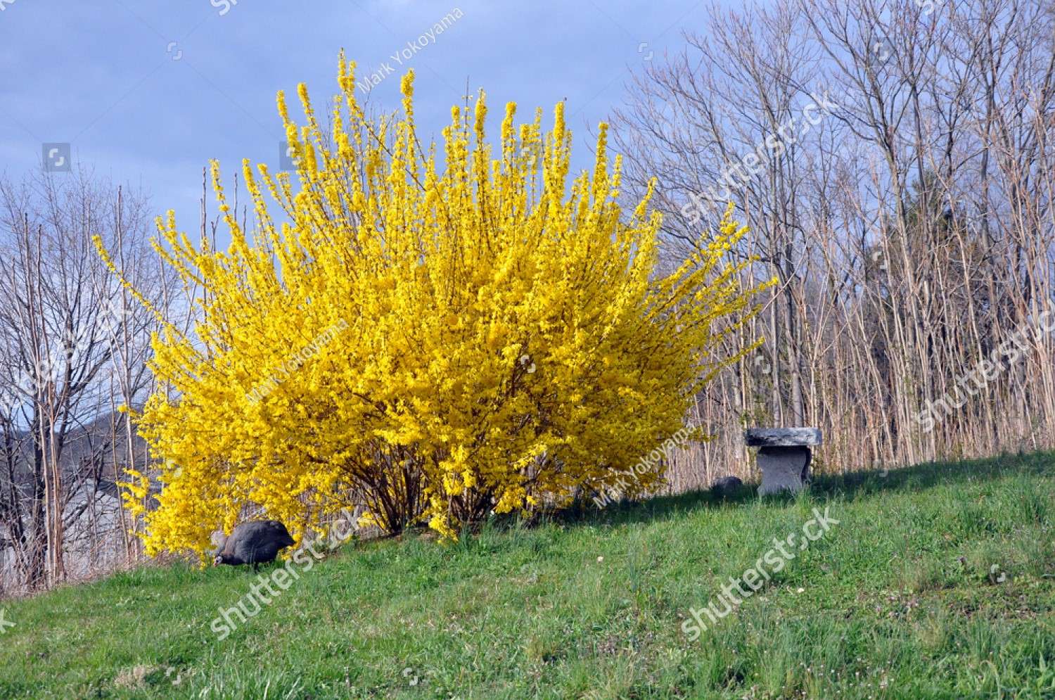 Forsythia buske pussel på nätet