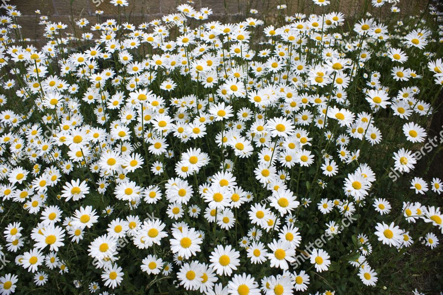 Marguerites sauvages puzzle en ligne