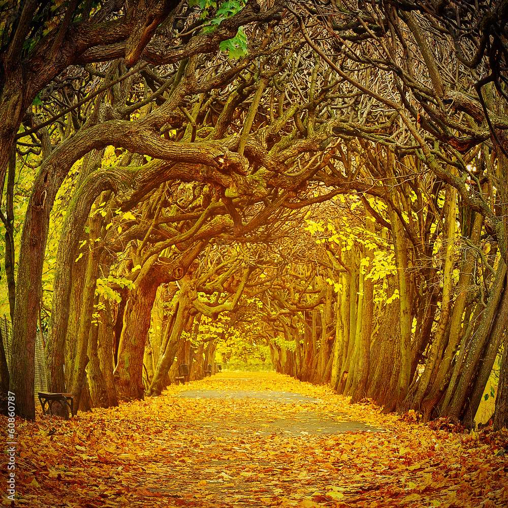 Bellissimo parco in autunno puzzle online