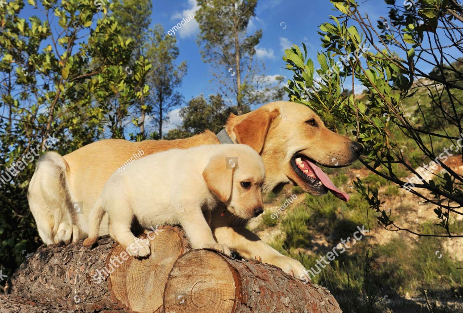 Labrador family online puzzle