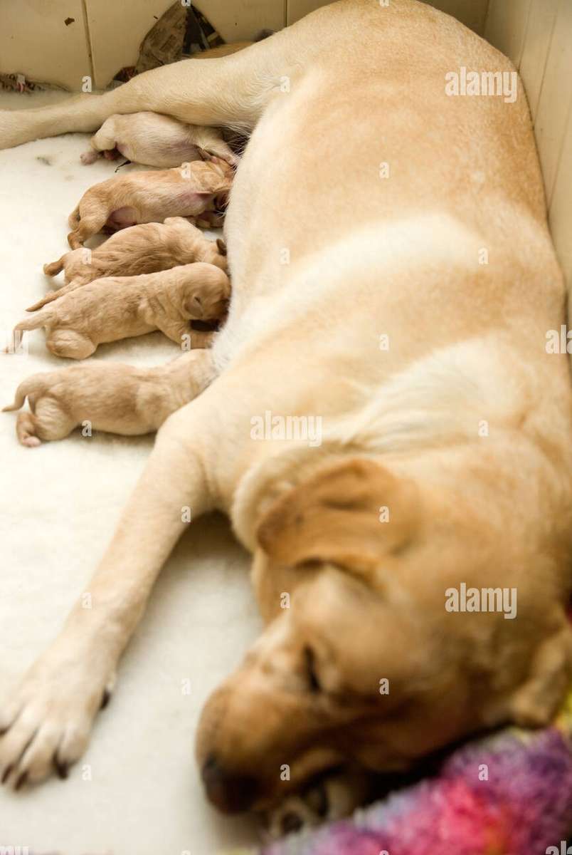 Feeding Puppies jigsaw puzzle online