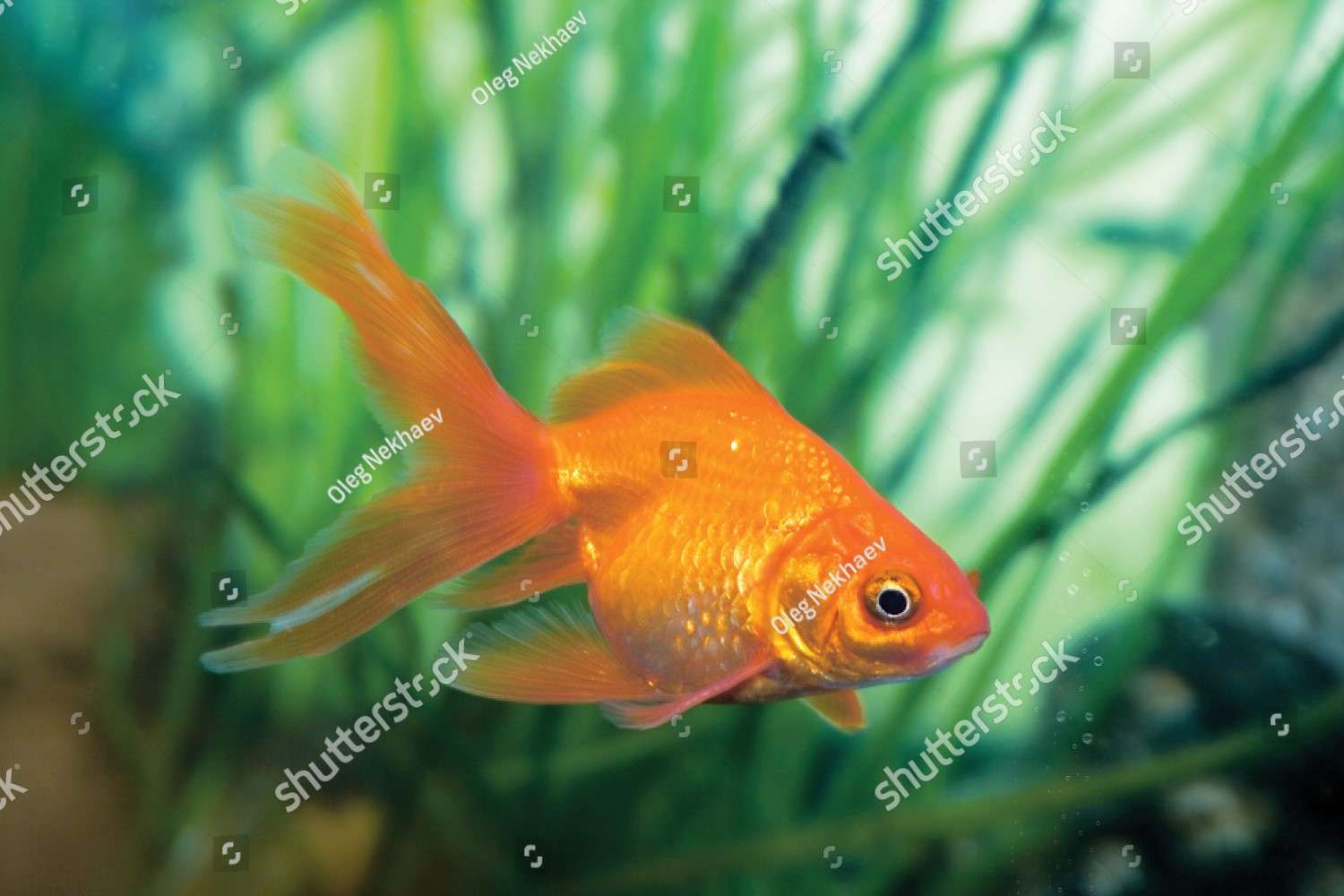 Poisson rouge puzzle en ligne