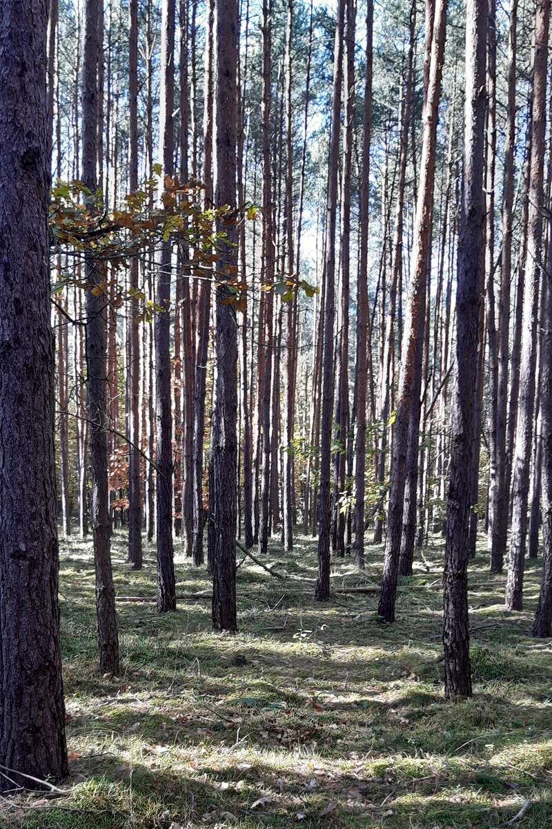 tu peux te perdre dans la forêt au soleil puzzle en ligne