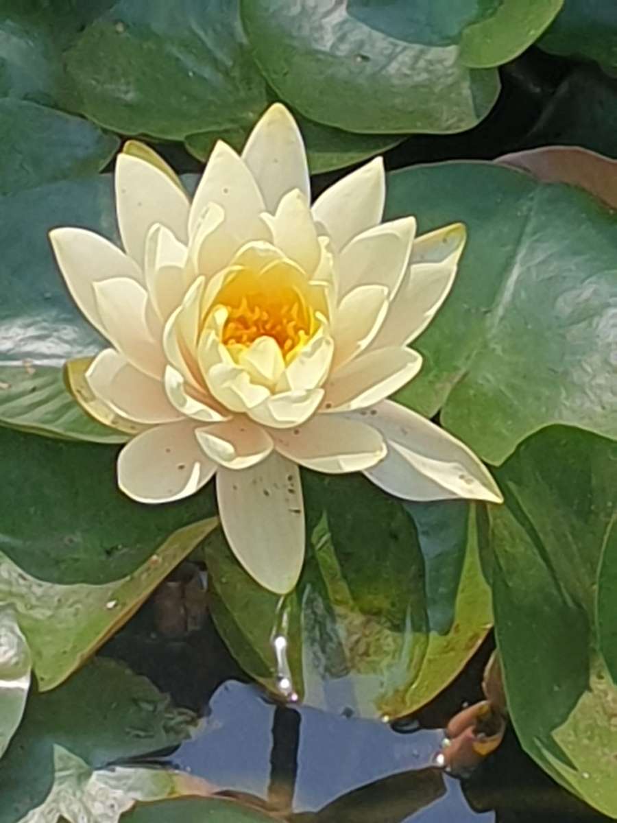 fleur de nénuphar et feuilles sur l'eau puzzle en ligne