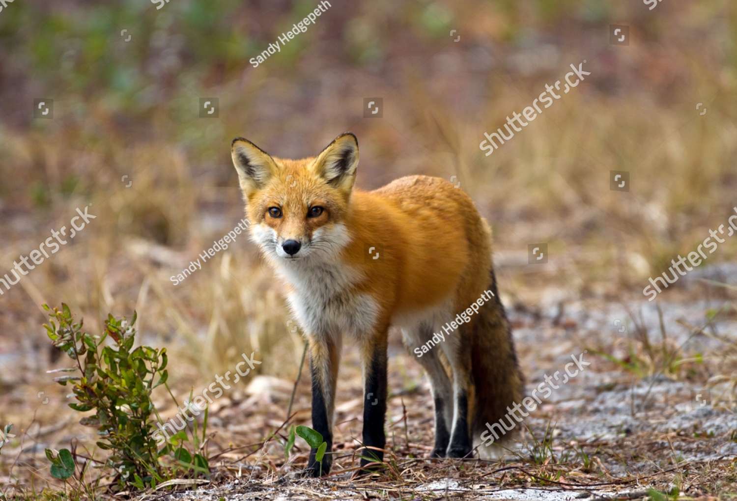 Лисик ❤️❤️❤️❤️❤️❤️❤️❤️🦊 пазл онлайн