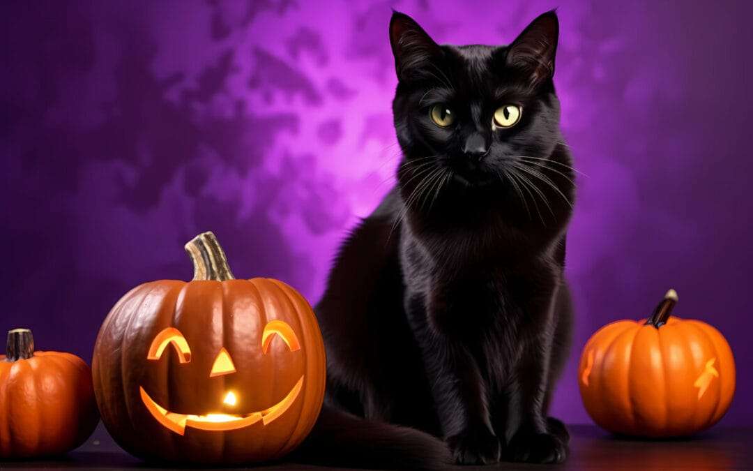 gato de halloween rompecabezas en línea