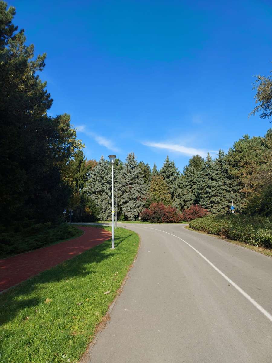 Camino en el bosque y cielo despejado. rompecabezas en línea