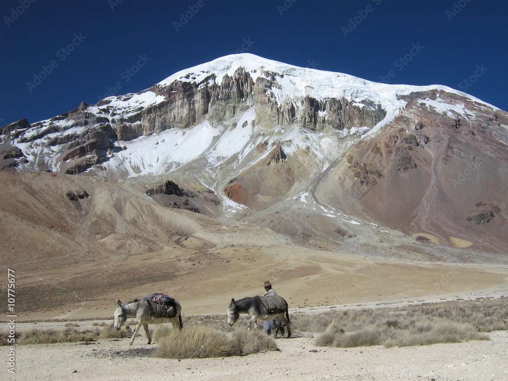 Ânes marchant le long du volcan Sajama, Bolivie puzzle en ligne