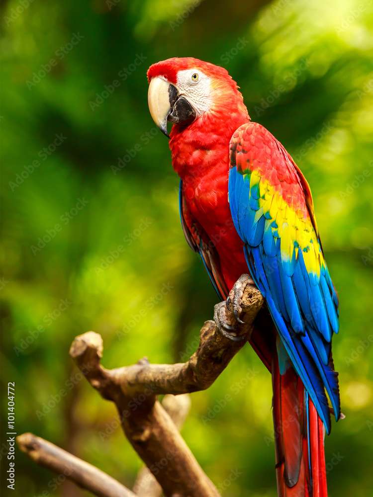 Scarlet Macaw jigsaw puzzle online