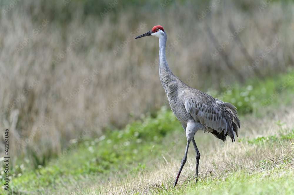 Walking Crane jigsaw puzzle online