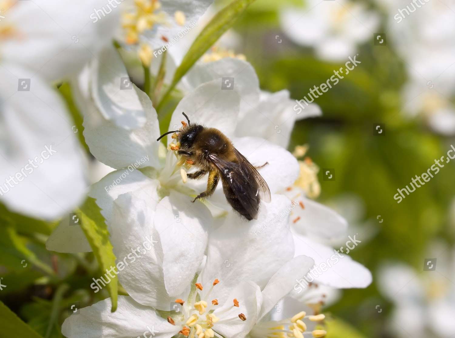 Bee On A Flower online puzzle