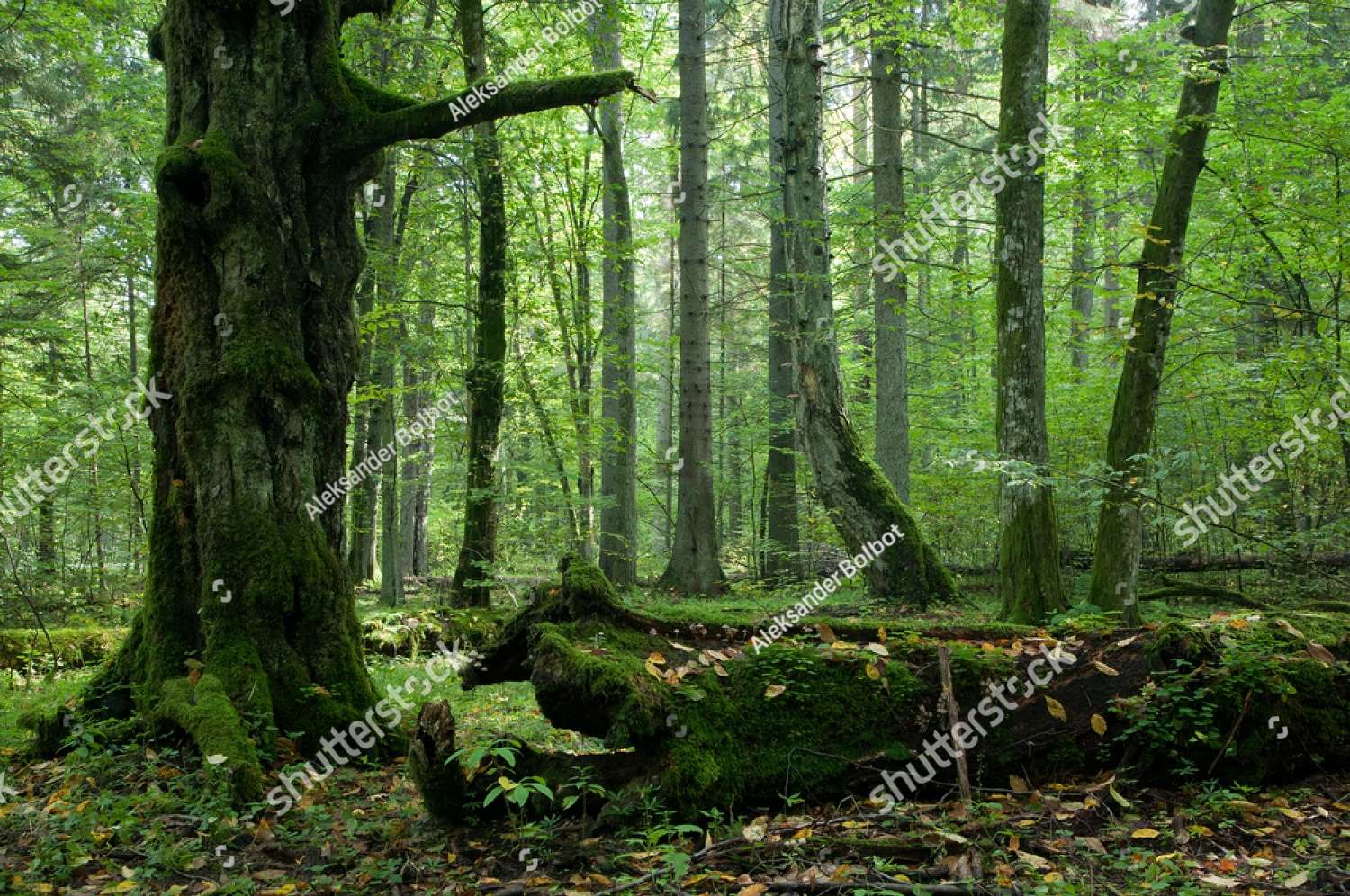 Floresta de Bialowieza puzzle online