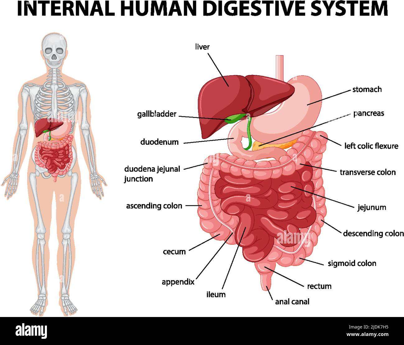 Sistema digestivo puzzle online