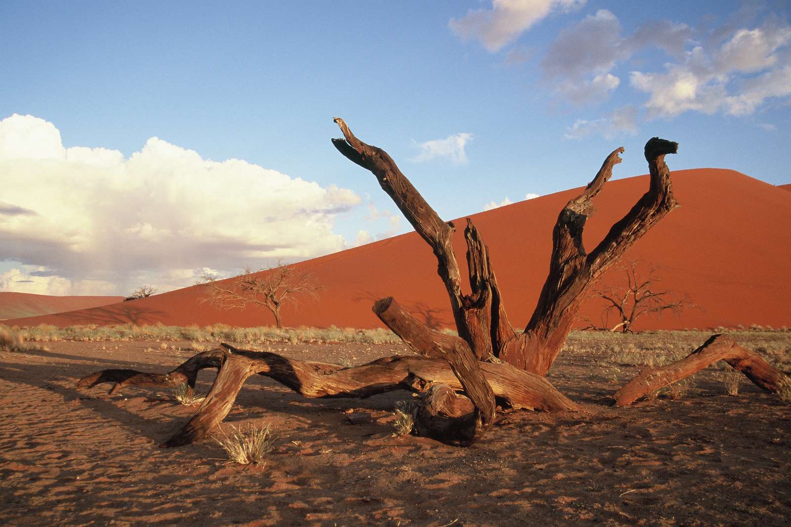 Namibia Deșertul Namib puzzle online