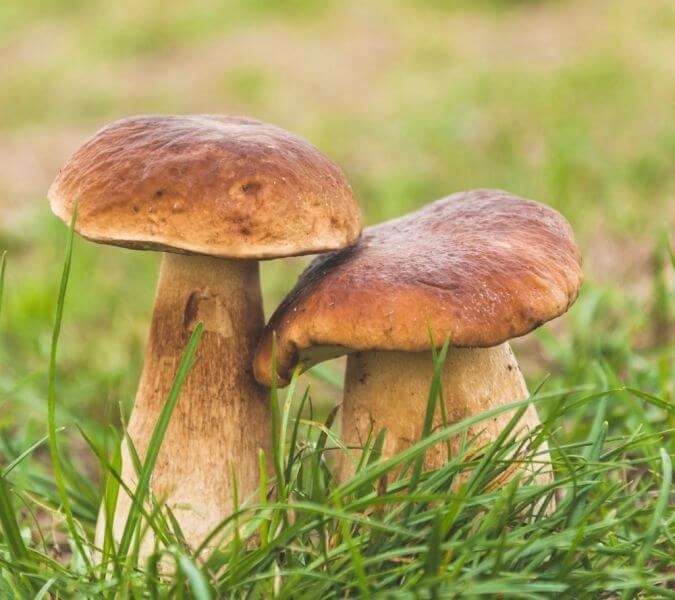 παχουλά μανιτάρια boletus online παζλ