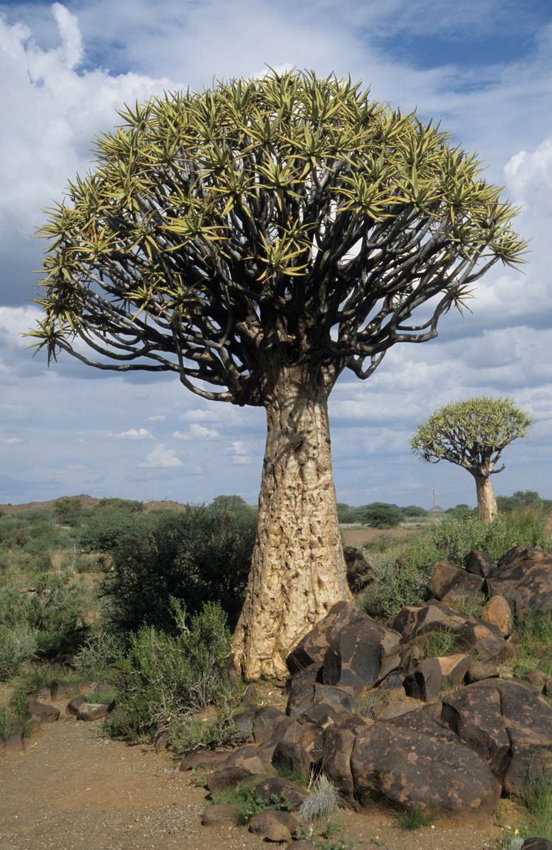 Arbre carquois de Namibie puzzle en ligne