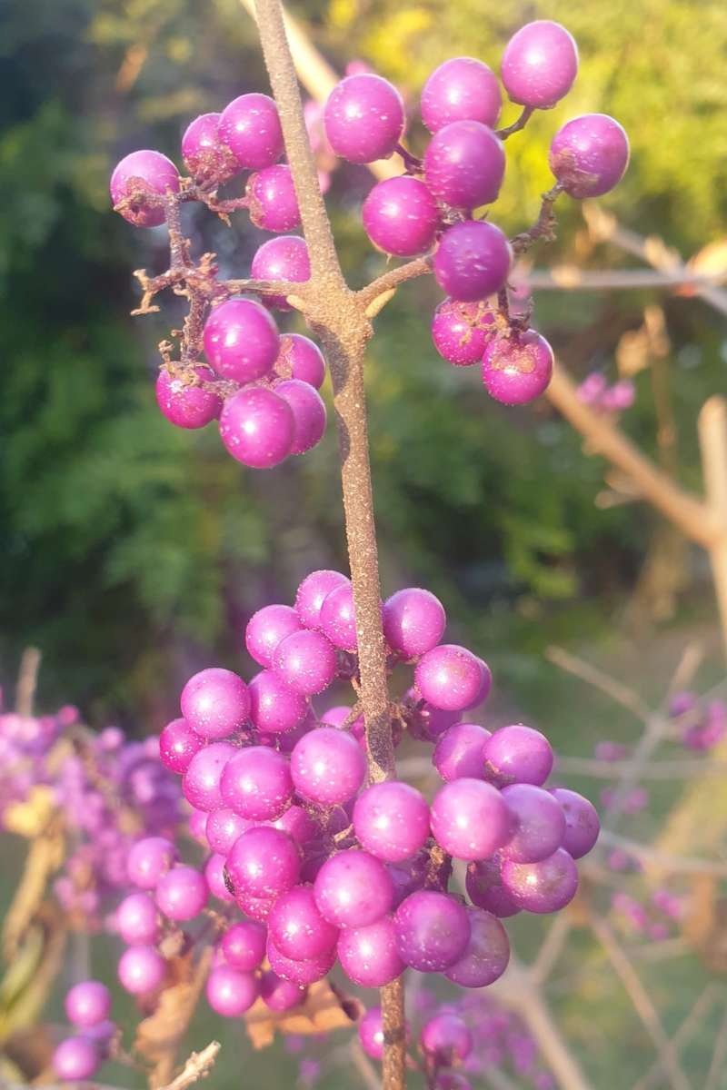 las últimas bayas lilas de otoño rompecabezas en línea