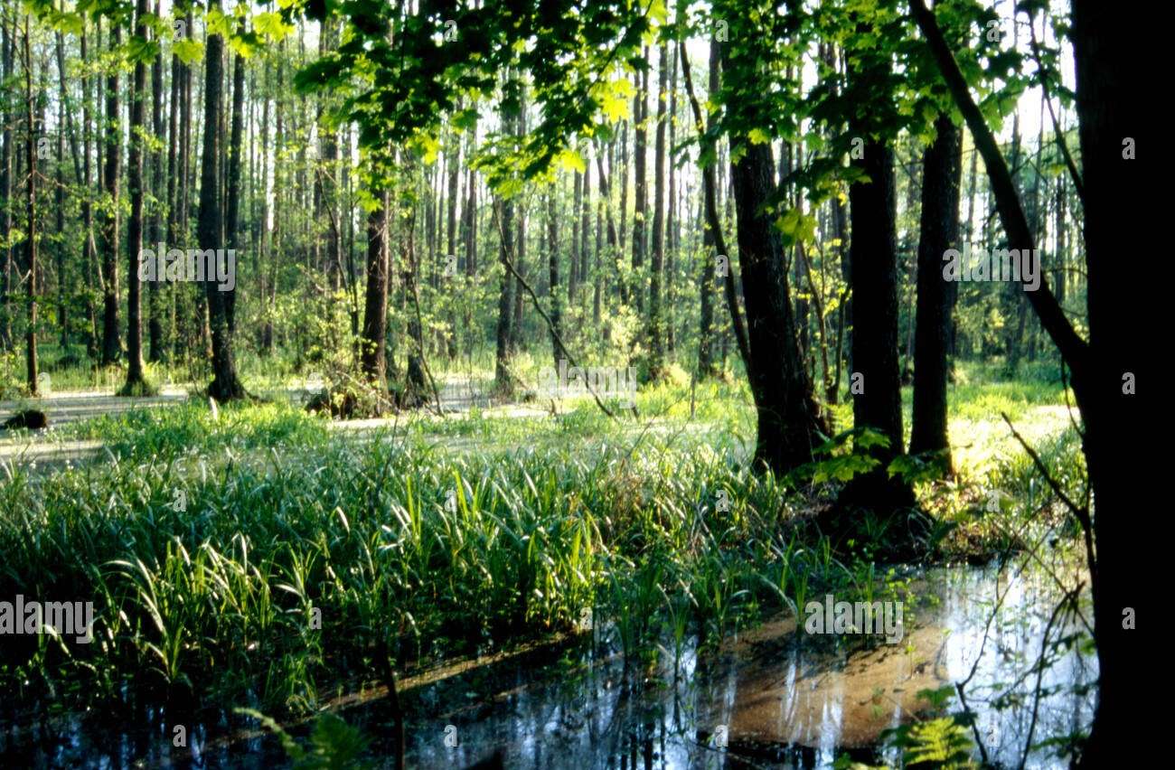 Träsk i nationalparken Białowieża pussel på nätet