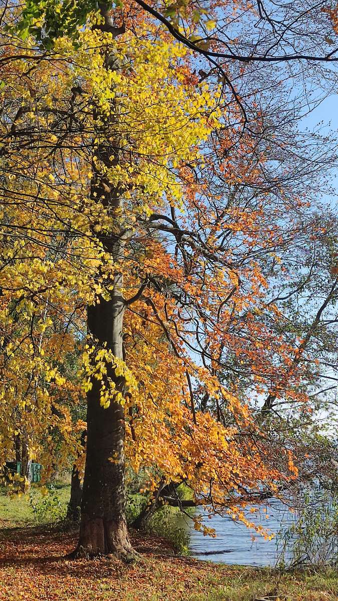 Otoño polaco dorado rompecabezas en línea