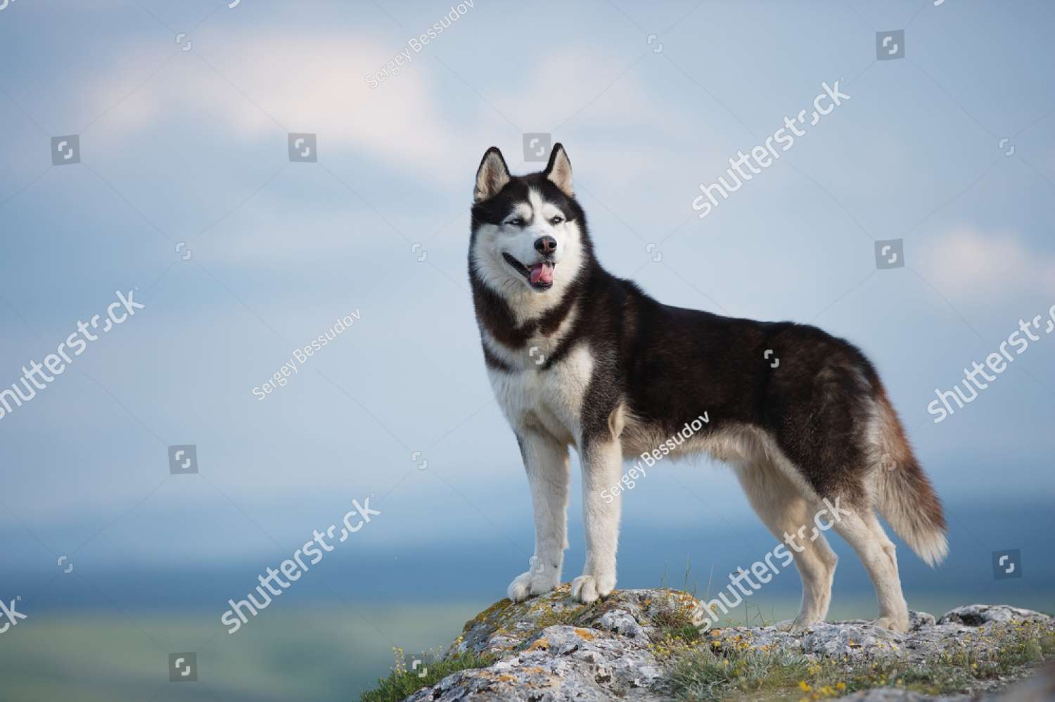 Siberische Husky online puzzel