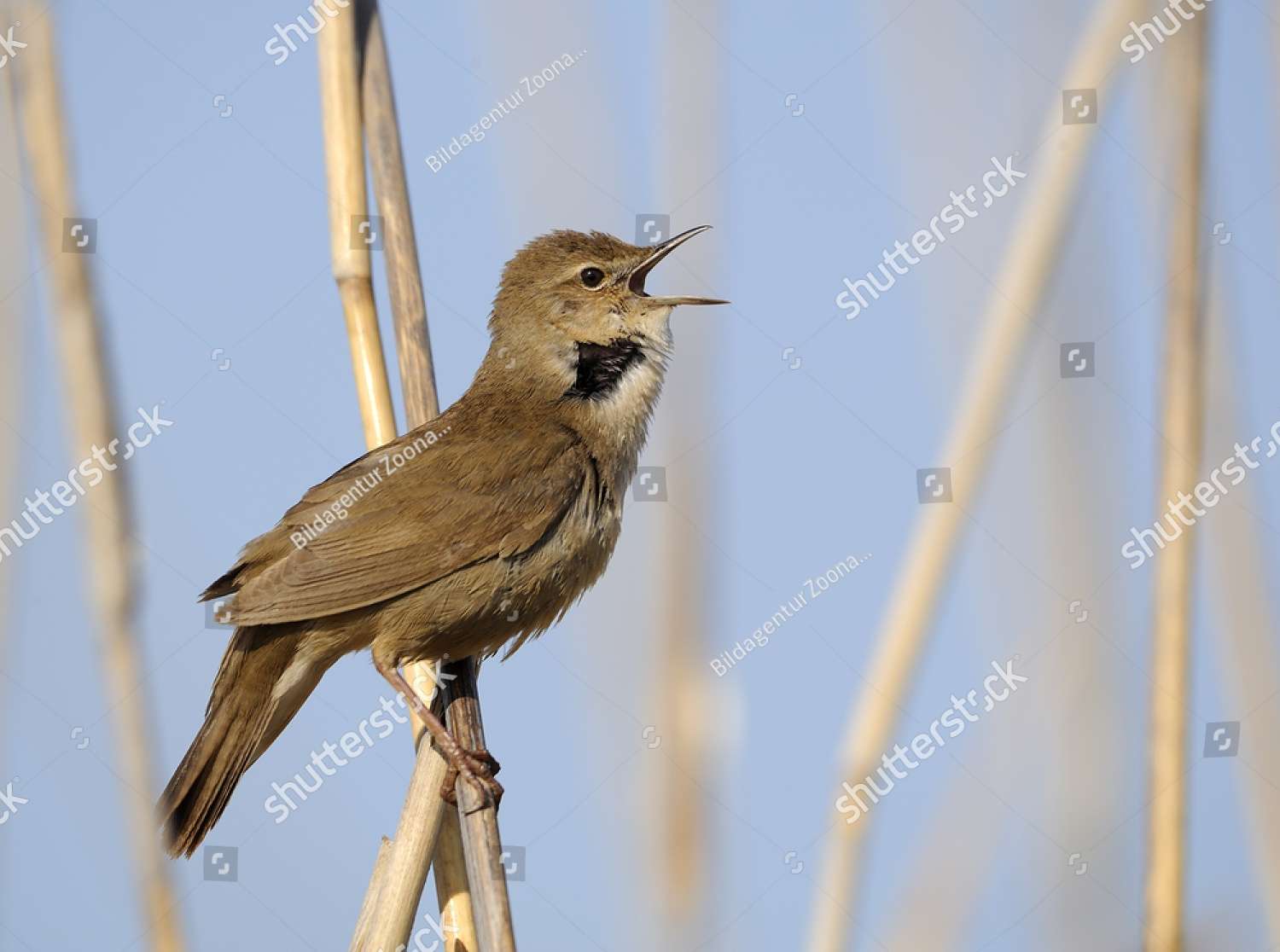 Tjilpende vogel legpuzzel online