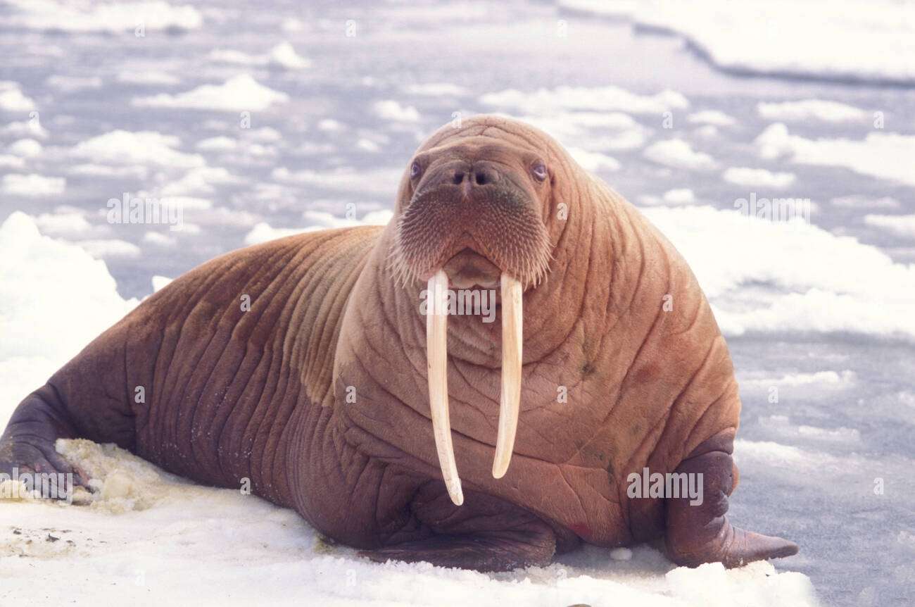 Walrus ❤️❤️❤️❤️❤️❤️❤️❤️ legpuzzel online