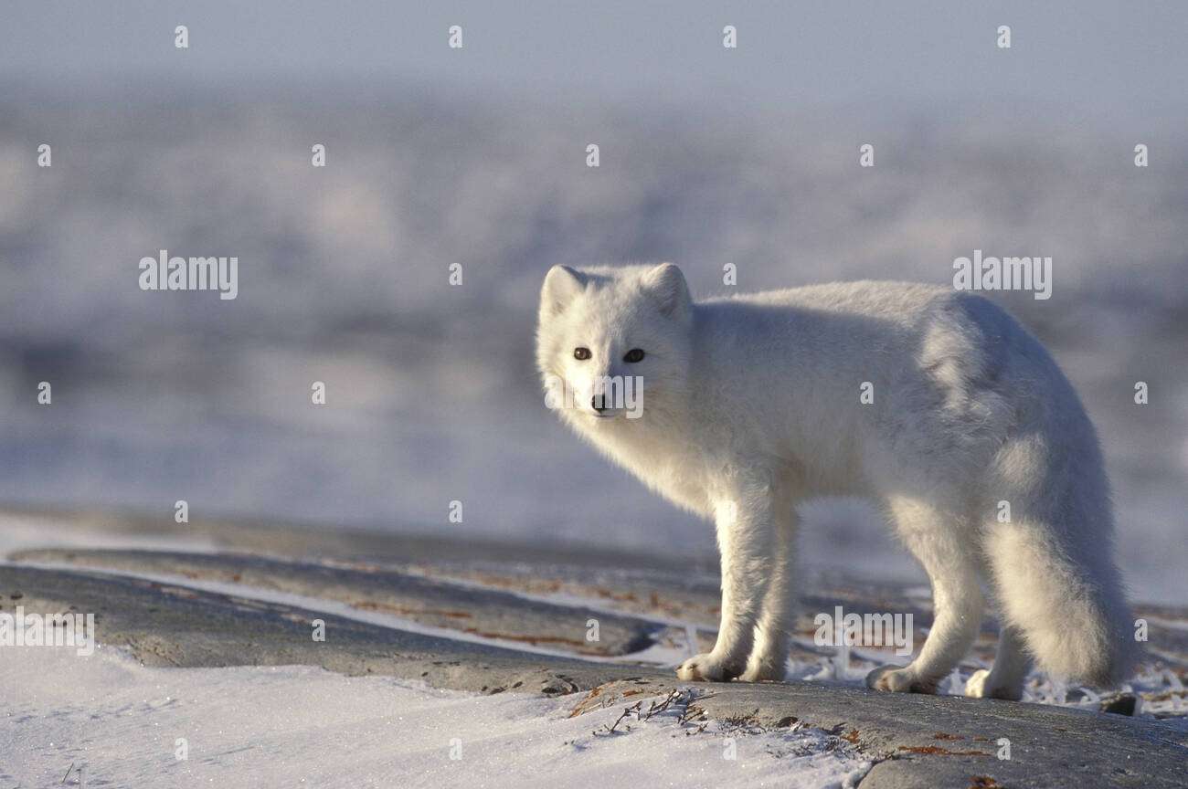 ホッキョクギツネ ジグソーパズルオンライン