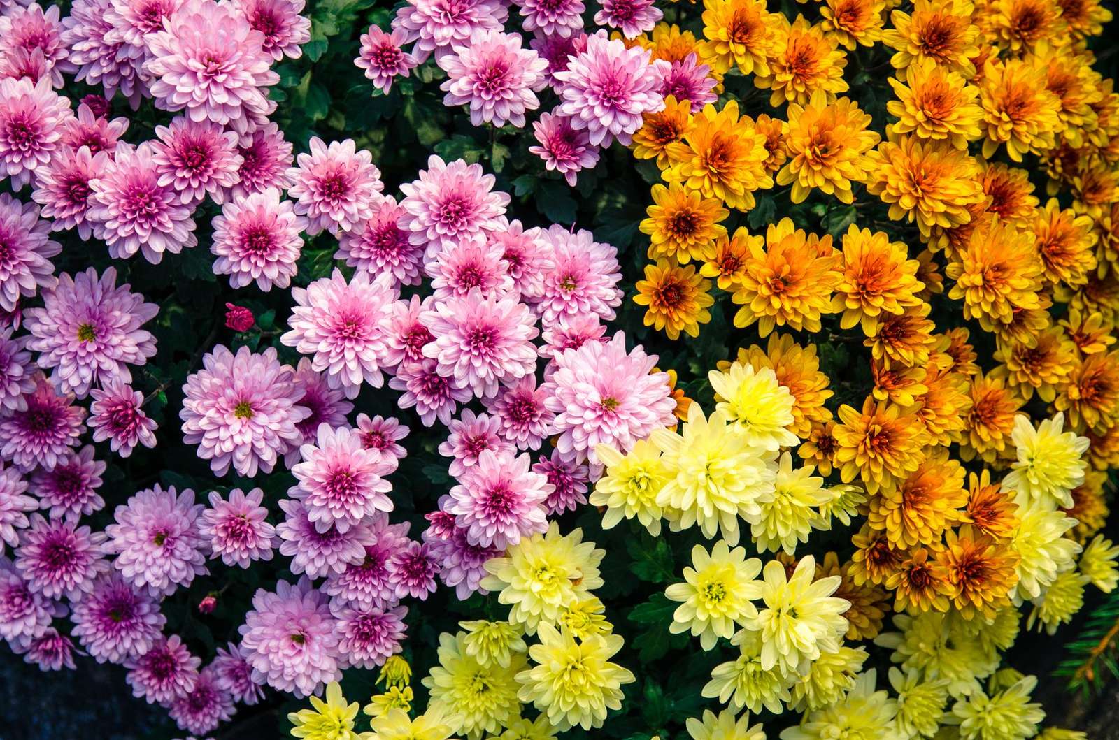 Chrysanten online puzzel